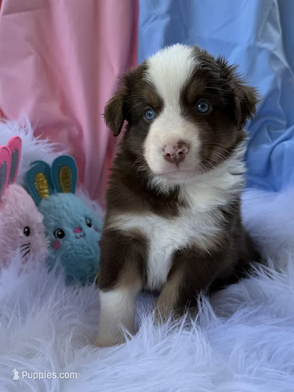 Tank – Miniature Australian Shepherd puppy for sale in Chipley, FL