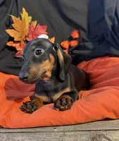 Biggie Boy, a male Miniature Dachshund for sale in Chipley, FL – 4 of 4