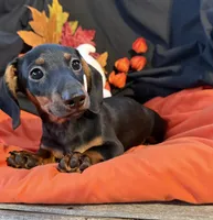 Biggie Boy, a male Miniature Dachshund for sale in Chipley, FL – 2 of 4