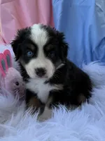 Sam, a male Miniature Australian Shepherd for sale in Chipley, FL – Photo 1 of 4