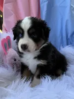 Sam, a male Miniature Australian Shepherd for sale in Chipley, FL – Photo 2 of 4