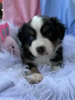 Sam, a male Miniature Australian Shepherd for sale in Chipley, FL – Photo 3 of 4