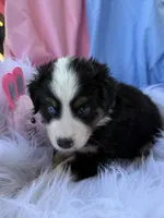 Sam, a male Miniature Australian Shepherd for sale in Chipley, FL – Photo 4 of 4