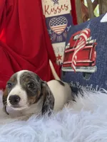 Dewy, a male Miniature Dachshund for sale in Chipley, FL – 3 of 5