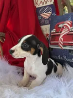 Huey, a male Miniature Dachshund for sale in Chipley, FL – 2 of 5