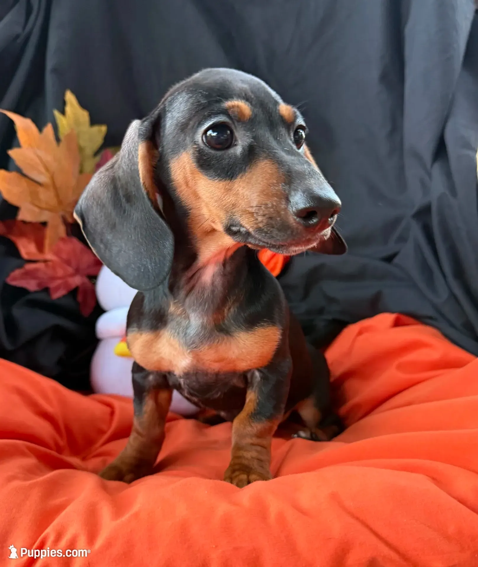 Abby, a female Miniature Dachshund for sale in Chipley, FL – 1 of 4