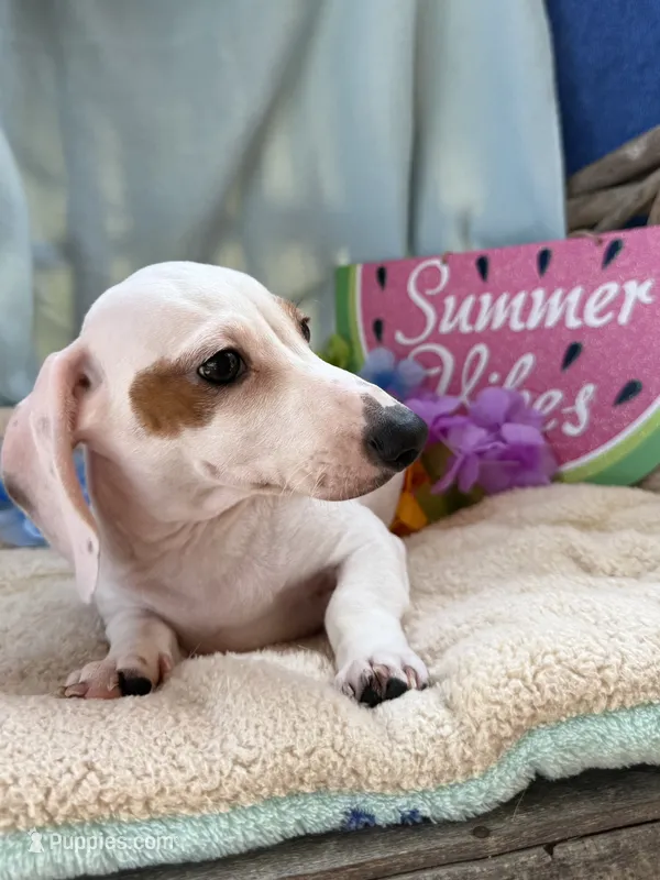 Louie – Miniature Dachshund puppy for sale in Chipley, FL