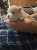 Wilma, a female Pomeranian for sale in Rockdale, IL – Photo 5 of 5