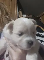 Wilma, a female Pomeranian for sale in Rockdale, IL – Photo 2 of 5