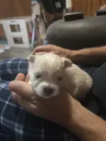 Wilma, a female Pomeranian for sale in Rockdale, IL – Photo 4 of 5