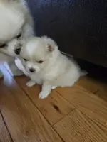 Wilma, a female Pomeranian for sale in Rockdale, IL – Photo 3 of 5