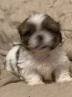 Cowboy, a female Shih Tzu for sale in Mobile, AL – 3 of 5