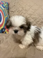 Cowboy, a male Shih Tzu for sale in Mobile, AL – 2 of 6