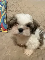 Cowboy, a male Shih Tzu for sale in Mobile, AL – 1 of 6