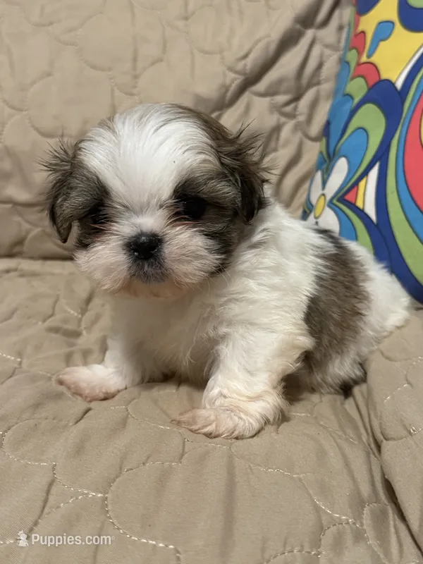 Callie – Shih Tzu puppy for sale in Mobile, AL