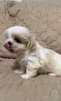 Cissy, a female Shih Tzu for sale in Mobile, AL – 2 of 6