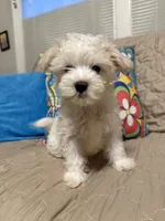 Beasley , a male Maltese for sale in Mobile, AL – Photo 2 of 8