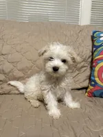 Beasley , a male Maltese for sale in Mobile, AL – Photo 5 of 8