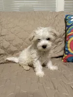 Beasley , a male Maltese for sale in Mobile, AL – Photo 4 of 8