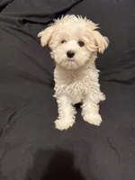 Beasley , a male Maltese for sale in Mobile, AL – 10 of 10