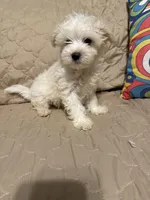 Beasley , a male Maltese for sale in Mobile, AL – Photo 6 of 8