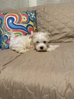 Beasley , a male Maltese for sale in Mobile, AL – Photo 8 of 8