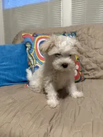 Beasley , a male Maltese for sale in Mobile, AL – Photo 3 of 8