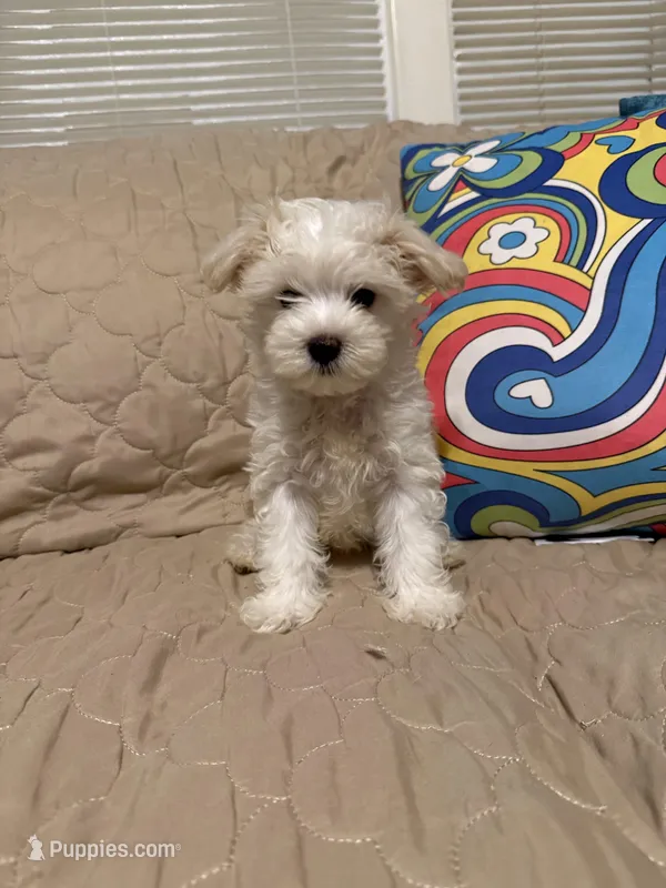 Beasley – Maltese puppy for sale in Mobile, AL