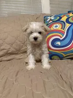 Beasley , a male Maltese for sale in Mobile, AL – Photo 1 of 8