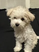Beasley , a male Maltese for sale in Mobile, AL – 9 of 10