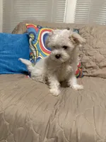 Beasley , a male Maltese for sale in Mobile, AL – Photo 7 of 8