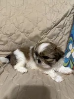 Chrissy, a female Shih Tzu for sale in Mobile, AL – 3 of 6