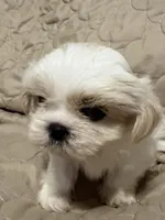 Cissy, a female Shih Tzu for sale in Mobile, AL – 4 of 6