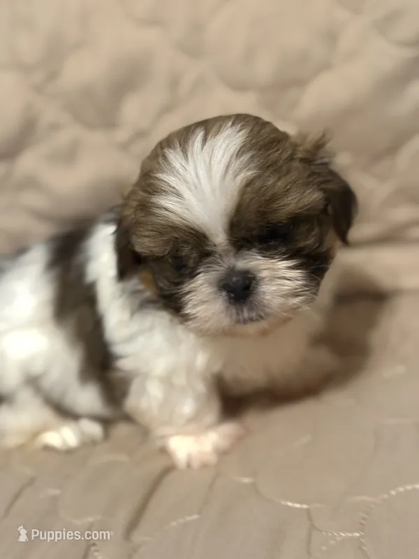 Cowboy – Shih Tzu puppy for sale in Mobile, AL