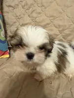 Cowboy, a male Shih Tzu for sale in Mobile, AL – 4 of 6