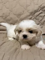 Cissy, a female Shih Tzu for sale in Mobile, AL – 3 of 6