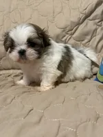 Callie, a male Shih Tzu for sale in Mobile, AL – 3 of 5