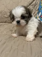 Callie, a male Shih Tzu for sale in Mobile, AL – 4 of 5