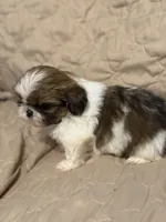 Cowboy, a female Shih Tzu for sale in Mobile, AL – 5 of 5