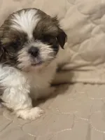 Cowboy, a female Shih Tzu for sale in Mobile, AL – 4 of 5