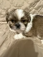 Chrissy, a female Shih Tzu for sale in Mobile, AL – 5 of 6