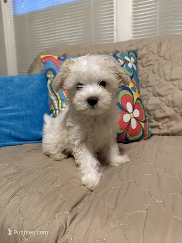 Bentley – Maltese puppy for sale in Mobile, AL
