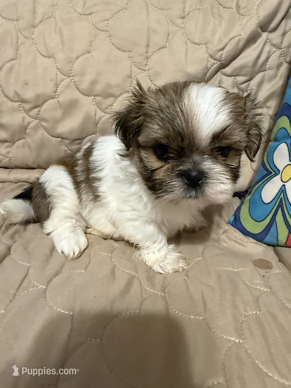 Chrissy – Shih Tzu puppy for sale in Mobile, AL