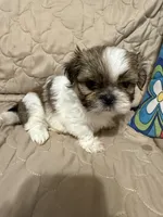 Chrissy, a female Shih Tzu for sale in Mobile, AL – 1 of 6