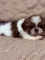 Cowboy, a female Shih Tzu for sale in Mobile, AL – 2 of 5
