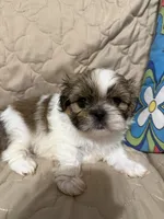 Chrissy, a female Shih Tzu for sale in Mobile, AL – 4 of 6