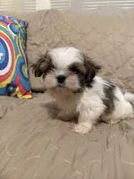 Cowboy, a male Shih Tzu for sale in Mobile, AL – 6 of 6