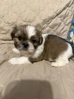 Chrissy, a female Shih Tzu for sale in Mobile, AL – 2 of 6