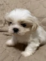 Cissy, a female Shih Tzu for sale in Mobile, AL – 6 of 6