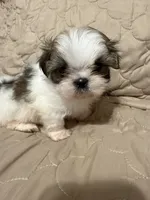 Callie, a male Shih Tzu for sale in Mobile, AL – 5 of 5